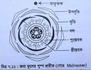 জবা ফুলের পুষ্প প্রতীক 