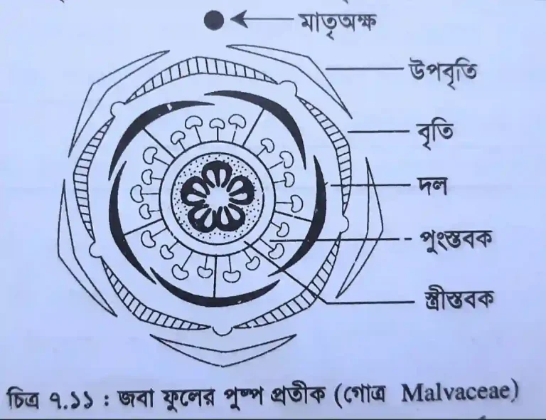 জবা ফুলের পুষ্প প্রতীক