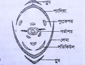 ধানের পুষ্প প্রতীক 