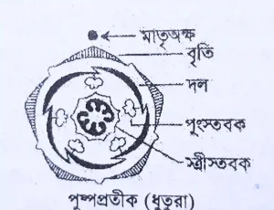ধুতুরা ফুলের পুষ্প প্রতীক 