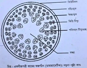 একবীজপত্রী উদ্ভিদের কাণ্ডের অন্তর্গঠন