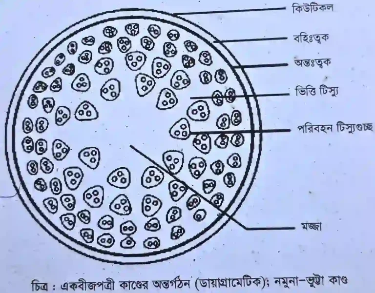 একবীজপত্রী উদ্ভিদের কাণ্ডের অন্তর্গঠন