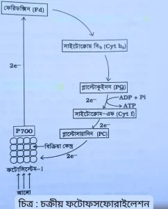 চক্রীয় ফটোফসফোরাইলেশন