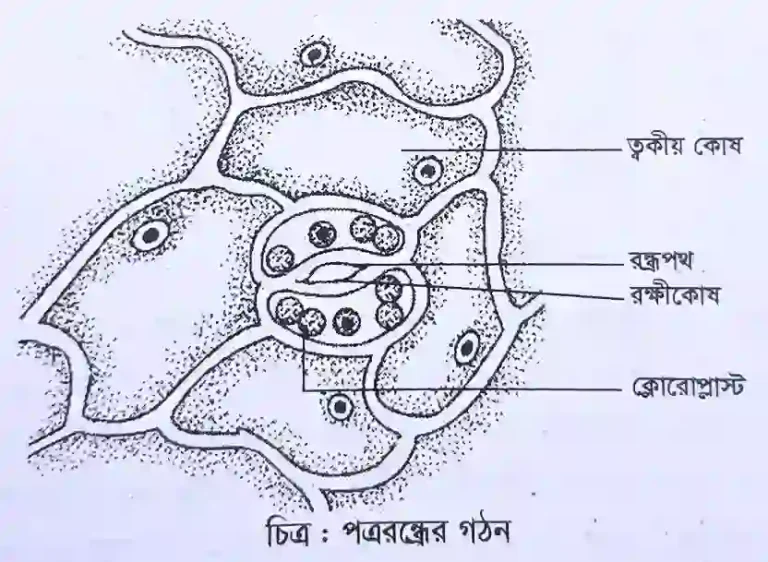 পত্ররন্ধ্রের গঠন পর্যবেক্ষণ
