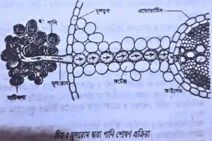পানি শোষণ প্রক্রিয়া