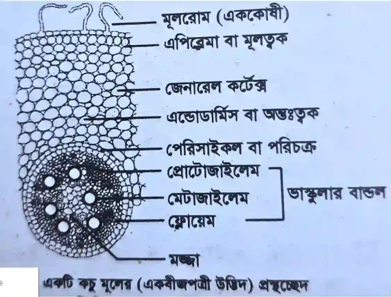 একবীজপত্রী উদ্ভিদের মূলের অন্তর্গঠন