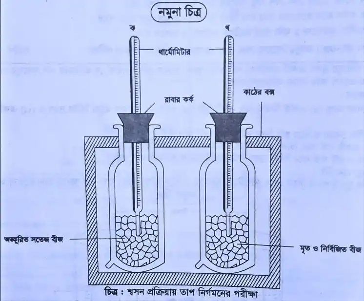 শ্বসন প্রক্রিয়ায় তাপ নির্গমনের পরীক্ষা