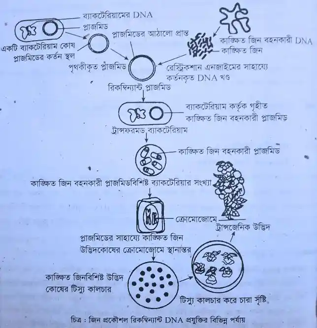 রিকম্বিনেন্ট ডিএনএ প্রযুক্তি চিত্র
